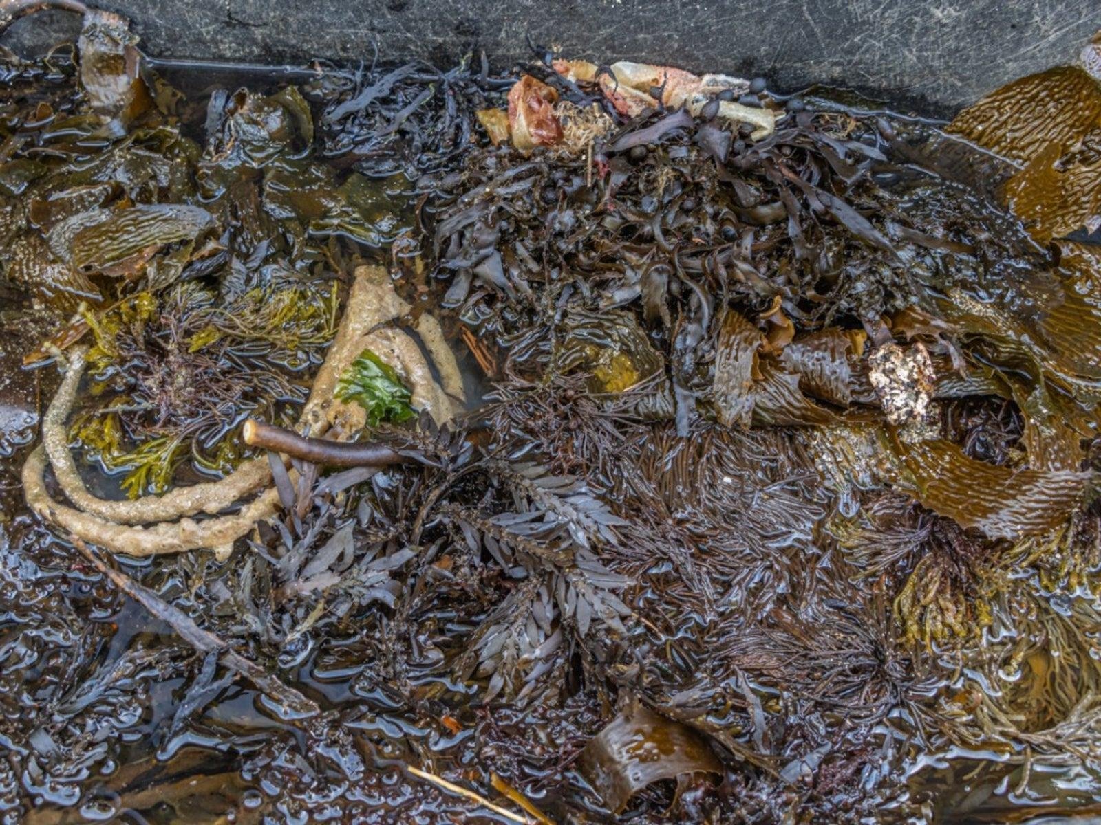 Fucus и Ascophyllum ценны как источник микроэлементов и стимуляторов роста.