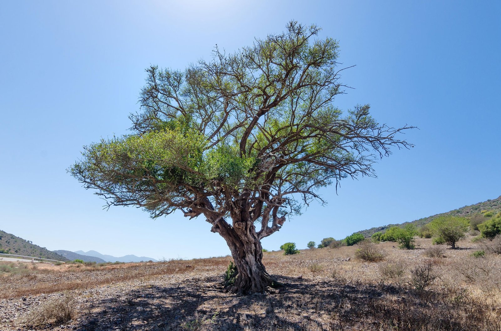 Prosopis как глубинно укореняющийся вид