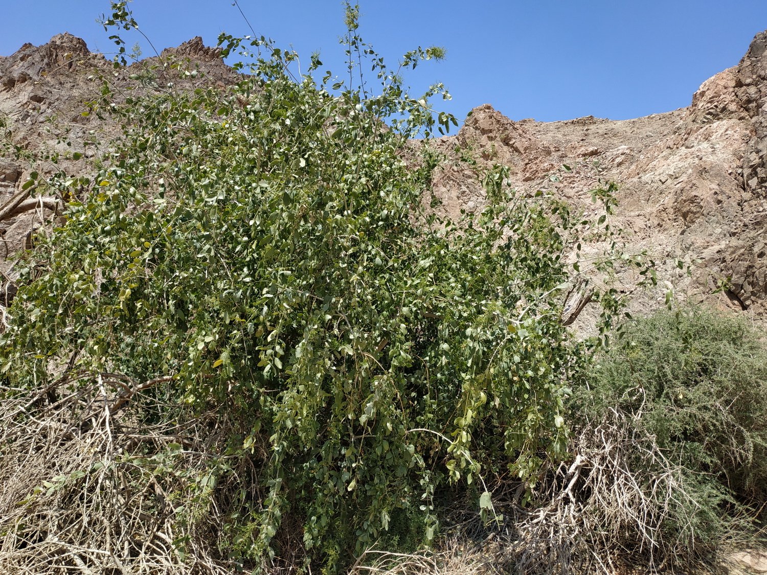 Salvadora persica в сухом каменистом ландшафте