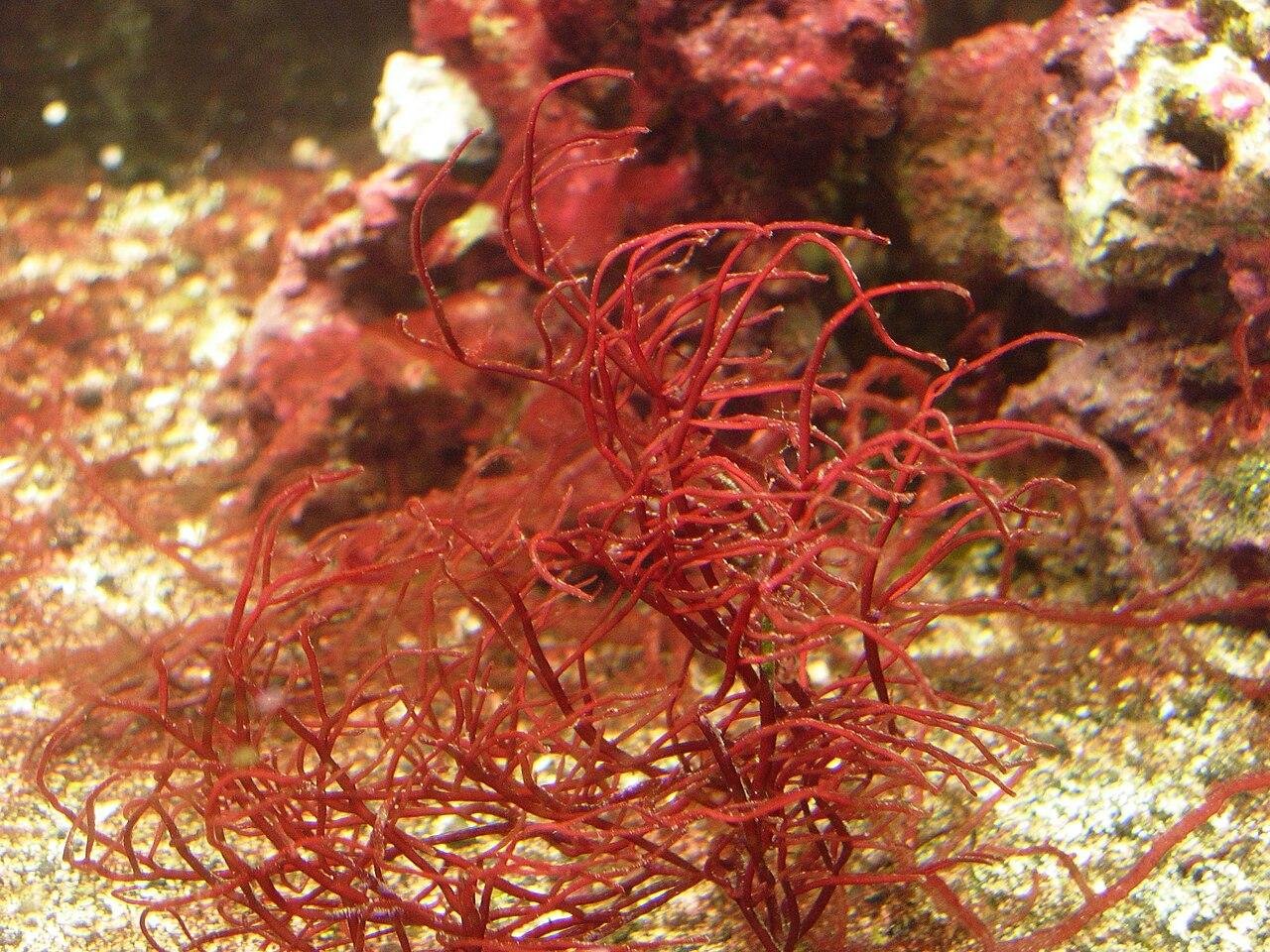 Gracilaria подходит для органической массы, структуры и аквакультуры.