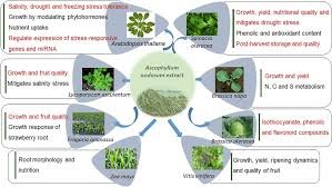 Fucus и Ascophyllum ценны микроэлементами и поддерживают гумусообразование.