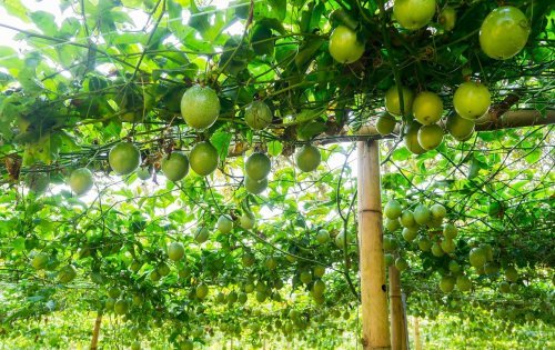 Маракуйя на опоре