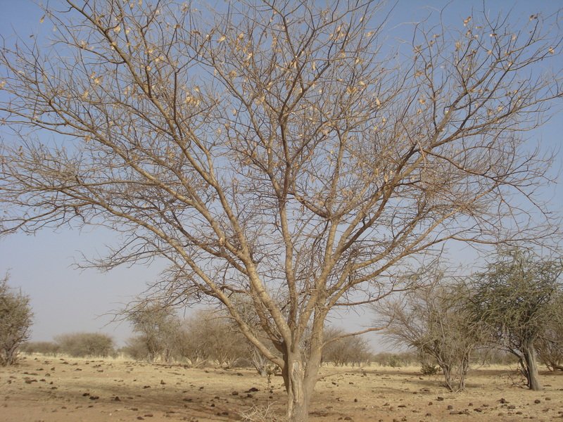 Balanites aegyptiaca