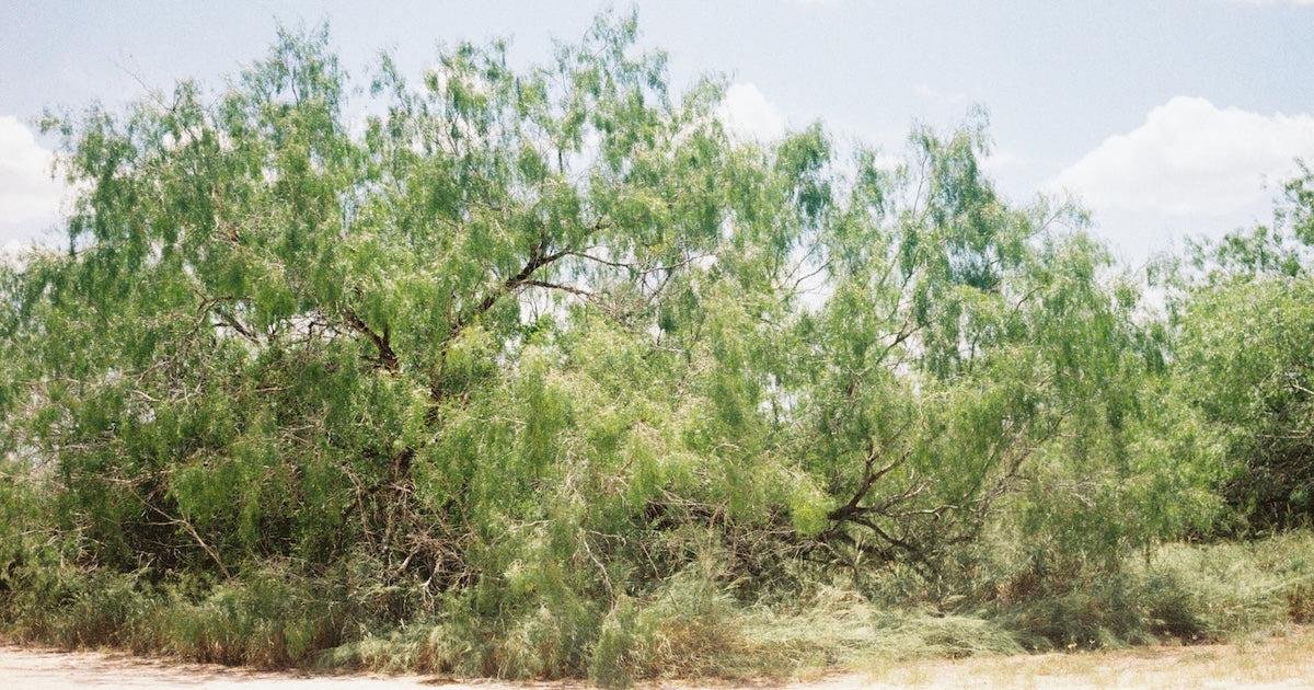 Salvadora persica для солёных участков