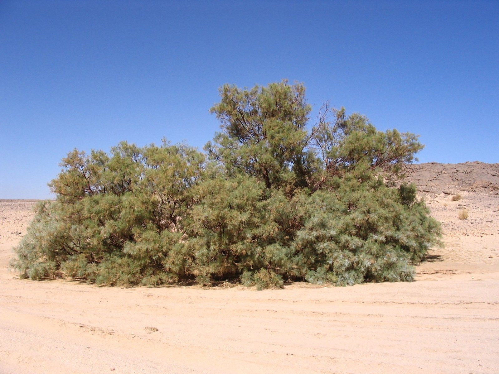 Desert tree