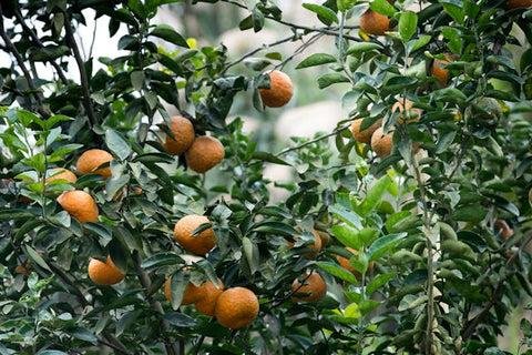 Citrus tree in a protected orchard
