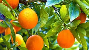 Orange citrus fruit on a tree