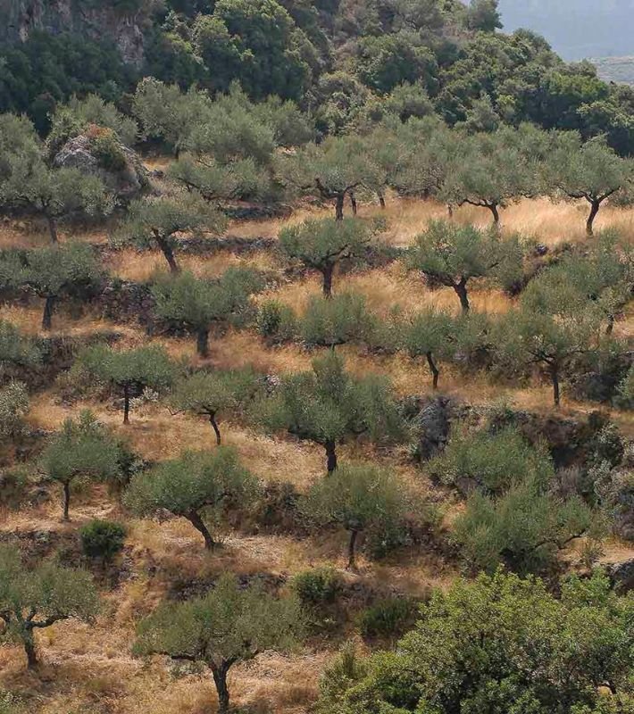 Olive grove in arid landscape