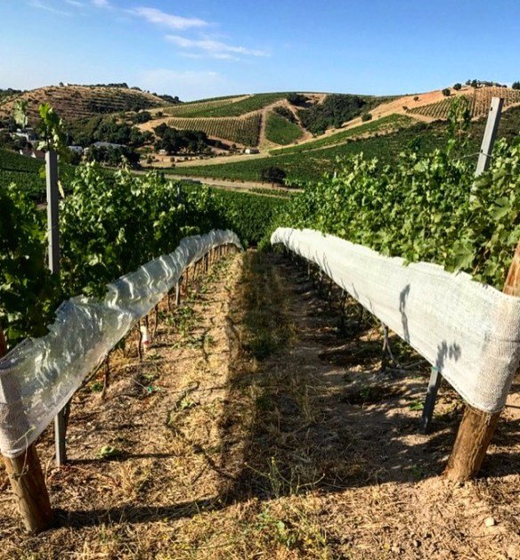 Vines protected by shade structure